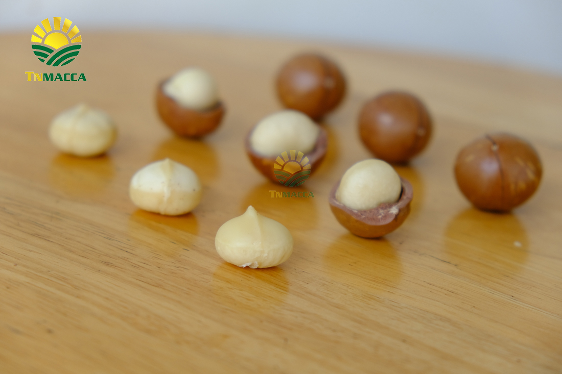 hat-mac-ca-uc-va-hat-mac-ca-viet-1-cuoc-chien-moi-bat-dau