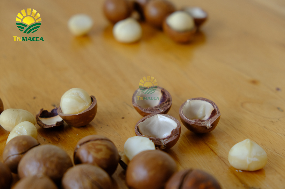 hat-mac-ca-uc-va-hat-mac-ca-viet-1-cuoc-chien-moi-bat-dau