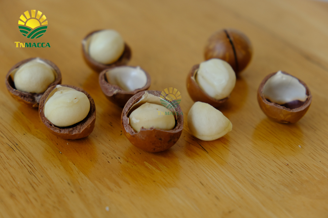 hat-macca-tay-nguyen-3-vung-trong-macca-lon-nhat-tai-tay-nguyen