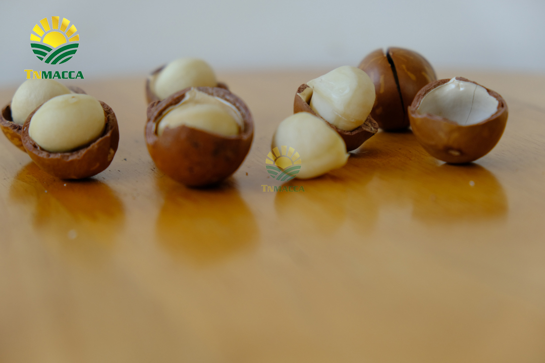 hat-mac-ca-uc-va-hat-mac-ca-viet-1-cuoc-chien-moi-bat-dau