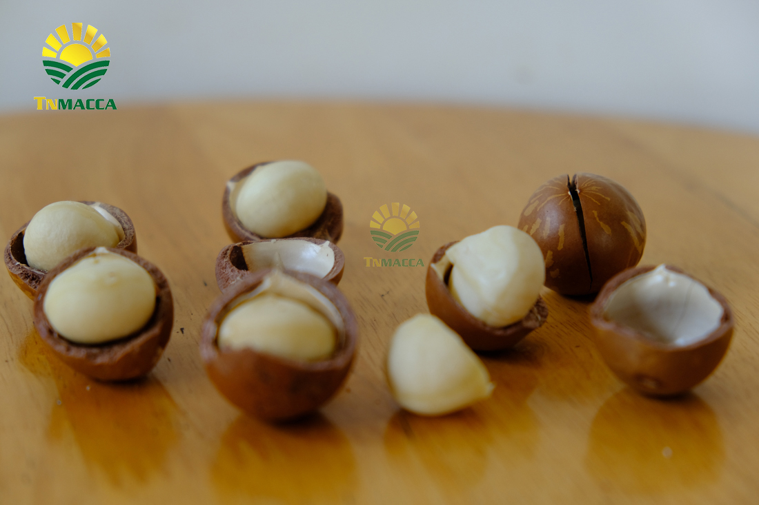 may-tach-hat-macca-la-gi-luu-y-chon-may-cat-xe-ranh-hat-macca--4298