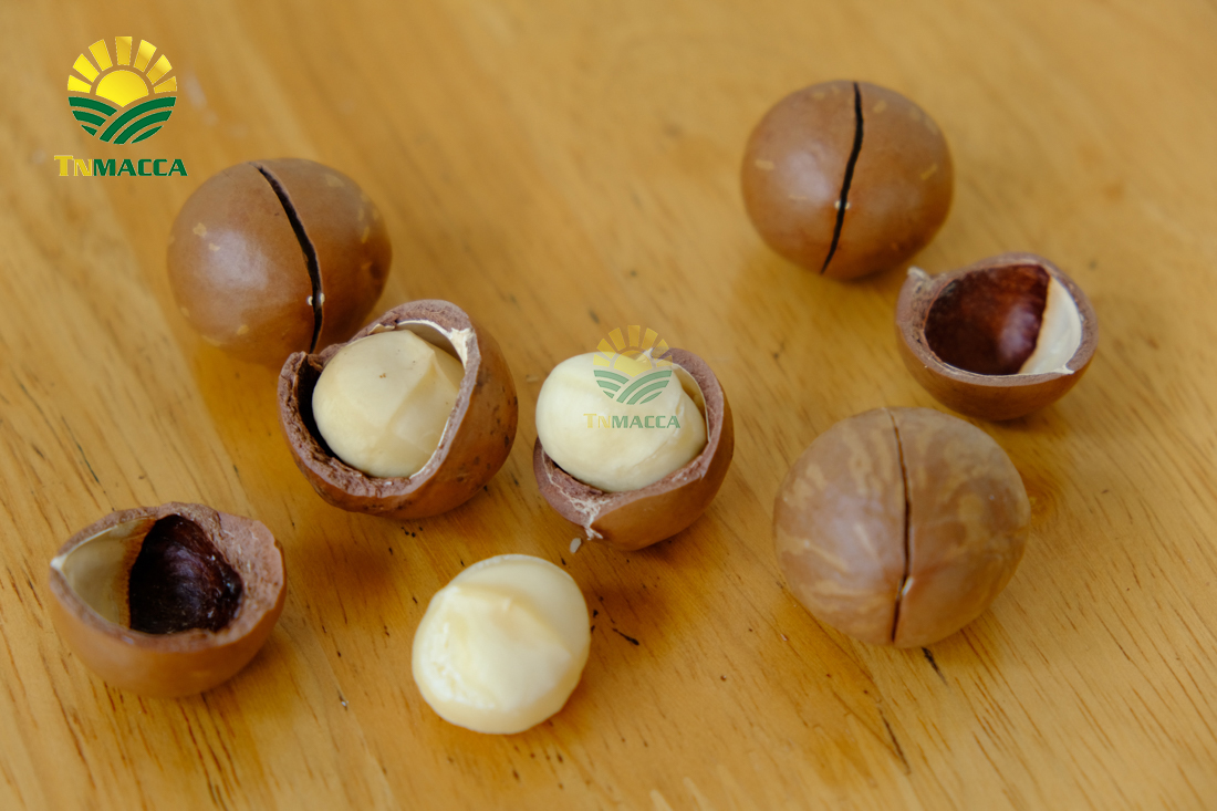 hat-macca-gia-si-cach-chon-san-pham-macca-chat-luong-ma-gia-si