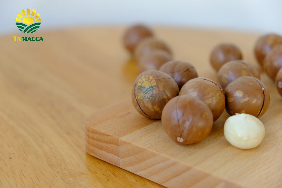 mua-hat-macca-o-dau-uy-tin-tai-ha-noi-voi-gia-si-va-chat-luong