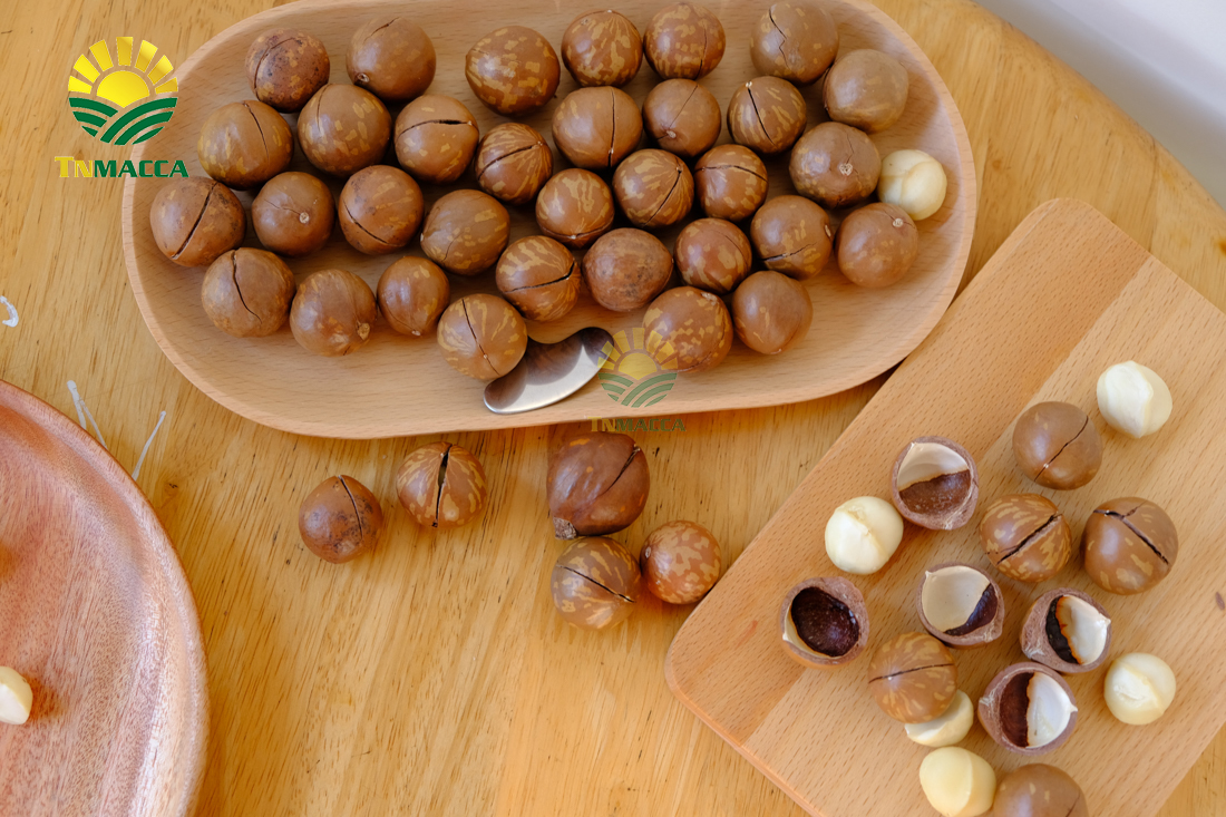 mua-hat-macca-o-dau-uy-tin-tai-ha-noi-voi-gia-si-va-chat-luong