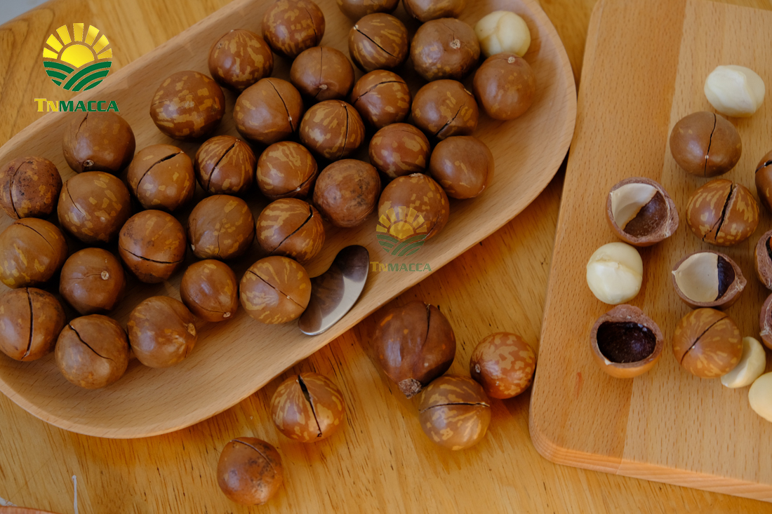 may-tach-hat-macca-la-gi-luu-y-chon-may-cat-xe-ranh-hat-macca--4298