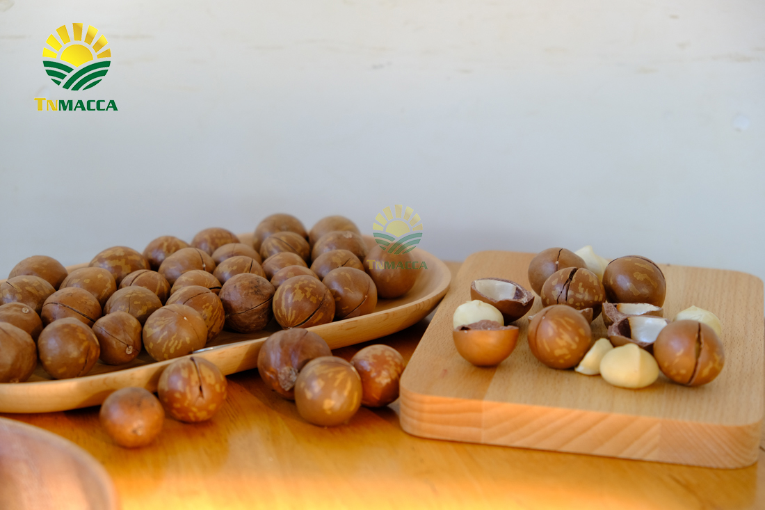 hat-mac-ca-uc-va-hat-mac-ca-viet-1-cuoc-chien-moi-bat-dau