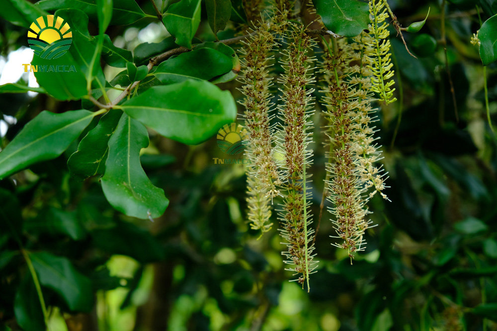 1.ban-hat-macca-6-kinh-nghiem-ban-macca-trong-nuoc-va-xuat-khau