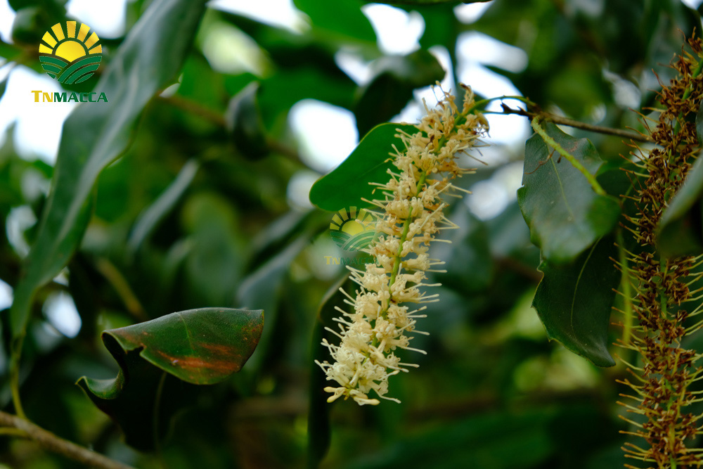 10.ban-hat-macca-6-kinh-nghiem-ban-macca-trong-nuoc-va-xuat-khau