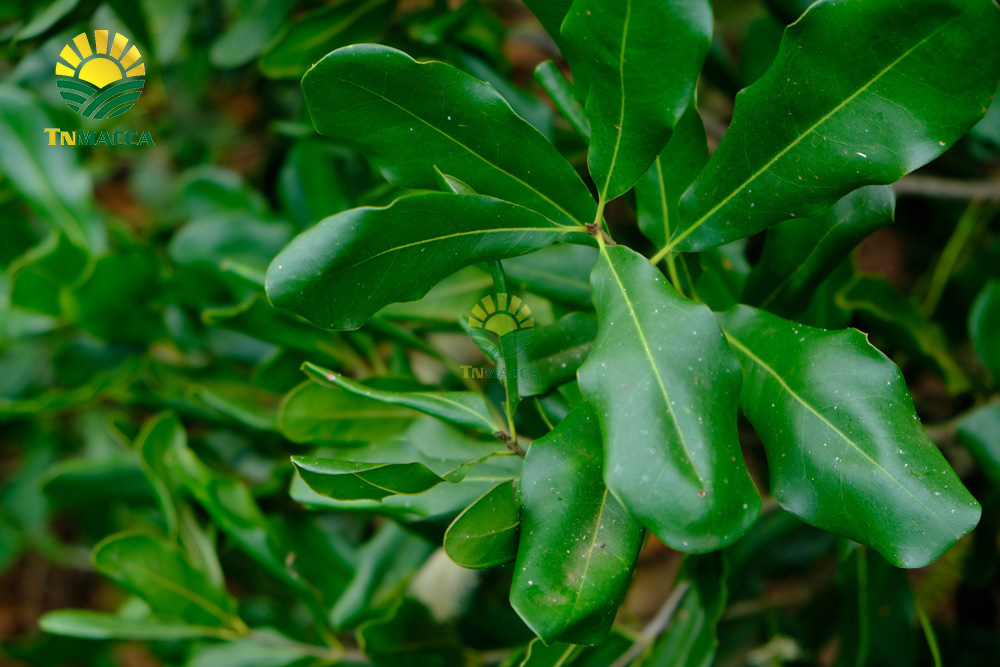 2.ban-hat-macca-6-kinh-nghiem-ban-macca-trong-nuoc-va-xuat-khau