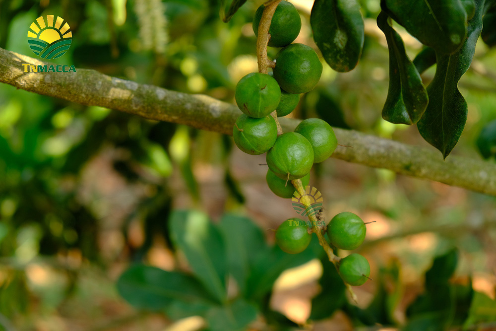 3.ban-hat-macca-6-kinh-nghiem-ban-macca-trong-nuoc-va-xuat-khau