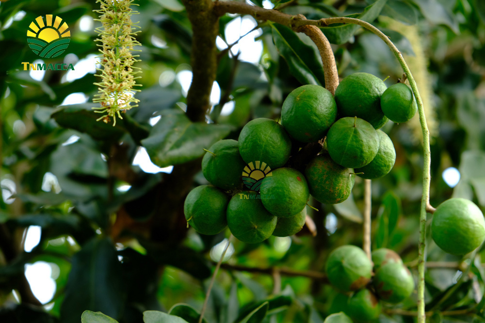 7.ban-hat-macca-6-kinh-nghiem-ban-macca-trong-nuoc-va-xuat-khau