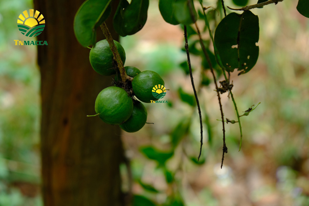 10.cach-lam-bot-ngu-coc-voi-hat-macca-hat-macca-tot-hon-hat-oc-cho