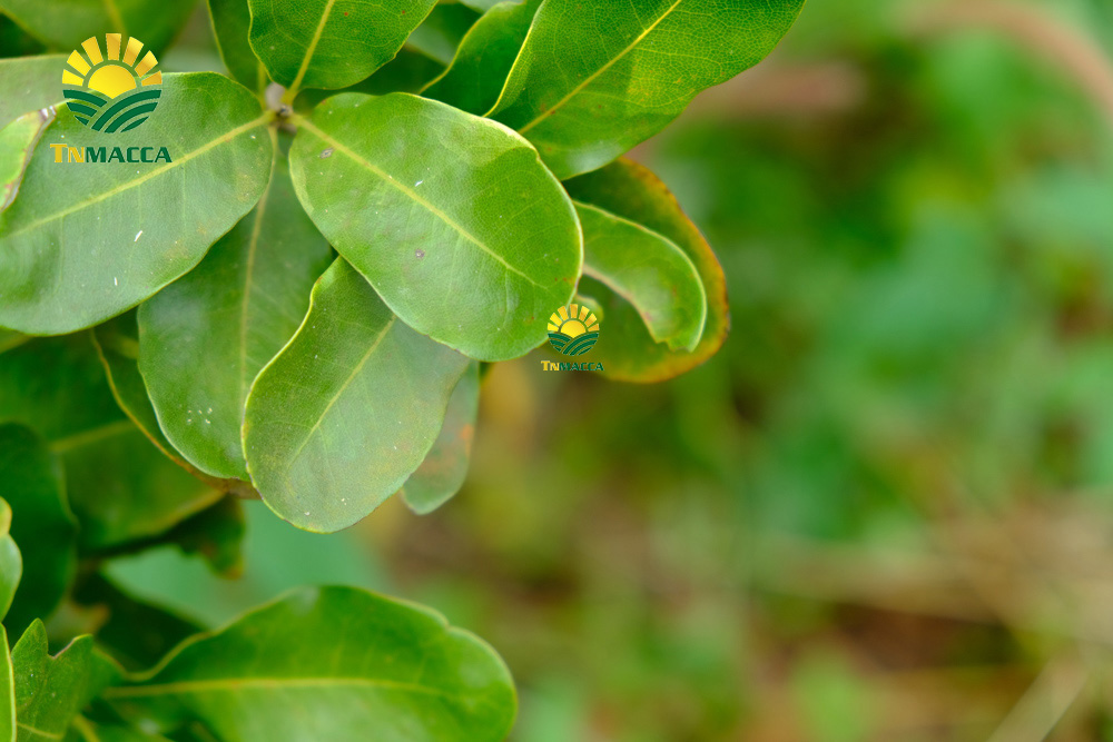 12.cach-lam-bot-ngu-coc-voi-hat-macca-hat-macca-tot-hon-hat-oc-cho