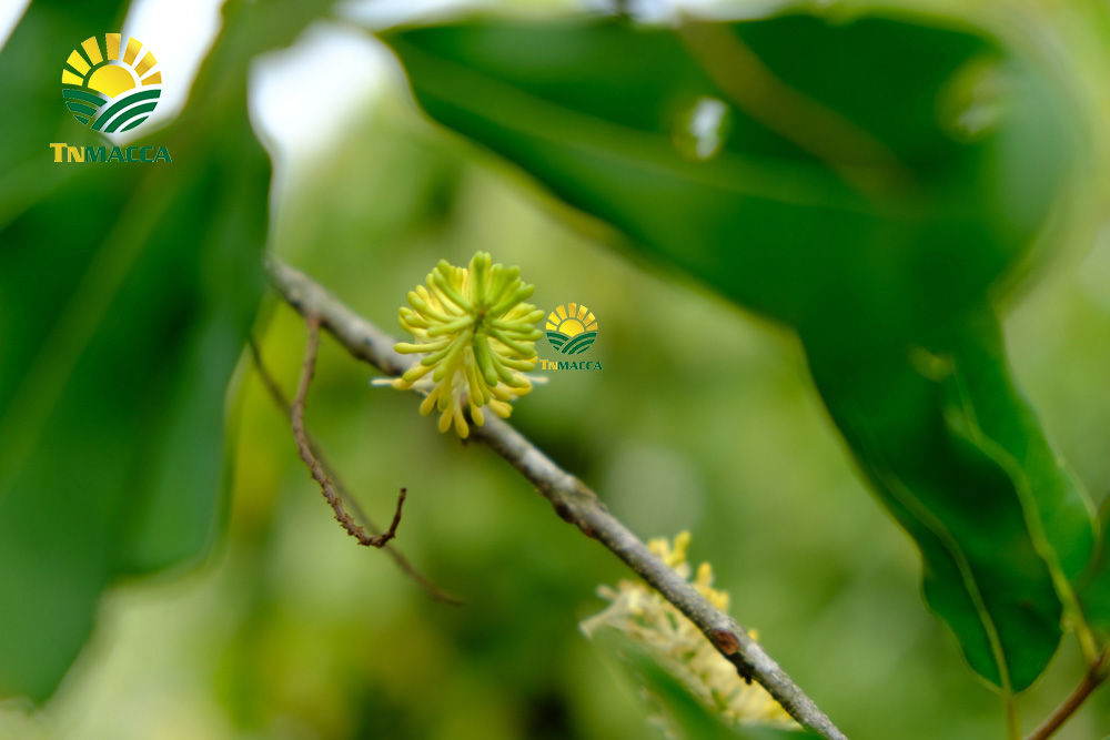 14.cach-lam-bot-ngu-coc-voi-hat-macca-hat-macca-tot-hon-hat-oc-cho