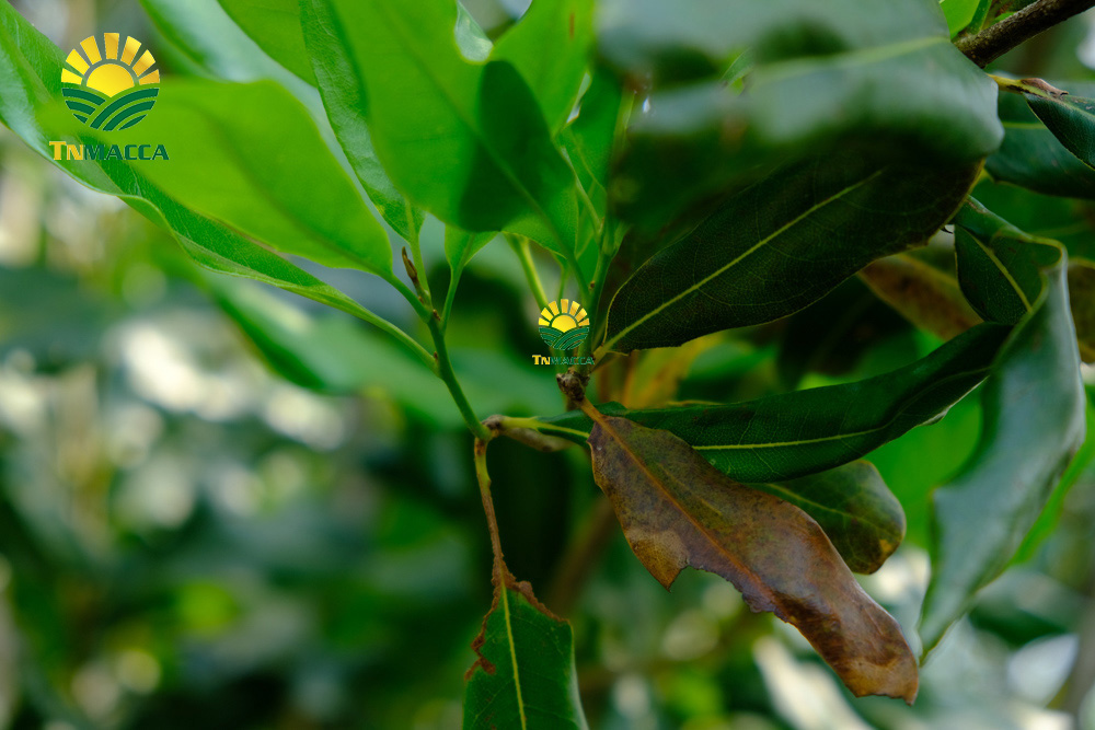 3.cach-lam-bot-ngu-coc-voi-hat-macca-hat-macca-tot-hon-hat-oc-cho