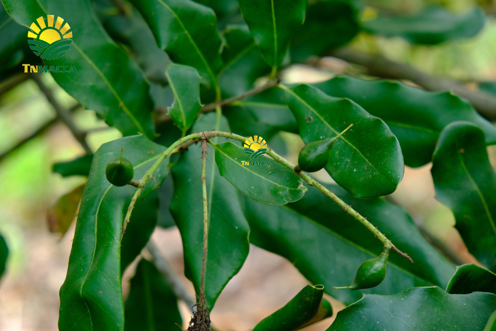 6.cach-lam-bot-ngu-coc-voi-hat-macca-hat-macca-tot-hon-hat-oc-cho