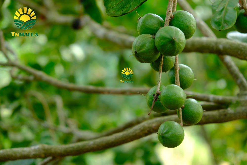 8.cach-lam-bot-ngu-coc-voi-hat-macca-hat-macca-tot-hon-hat-oc-cho