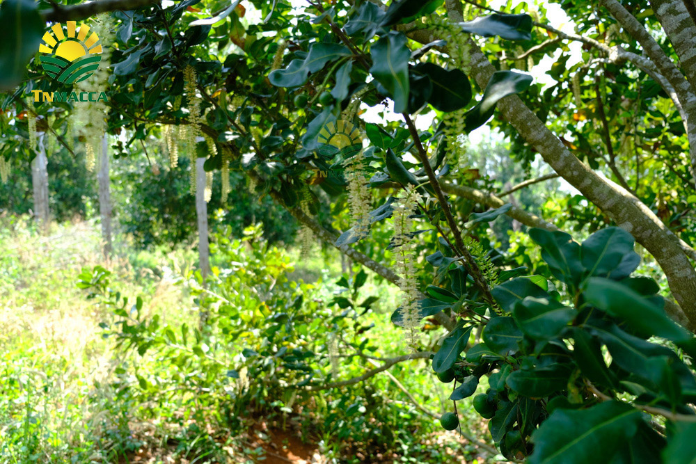 1.cach-lam-sua-hat-macca-tuoi-hanh-nhan-bang-may-tac-dung-sua-macca