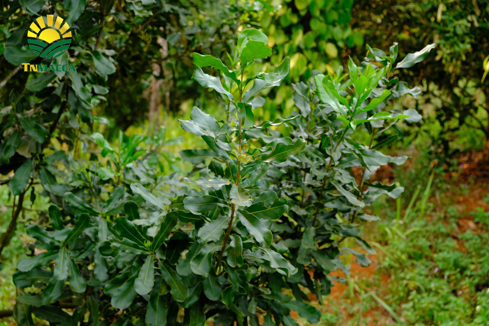 14.cach-lam-sua-hat-macca-tuoi-hanh-nhan-bang-may-tac-dung-sua-macca