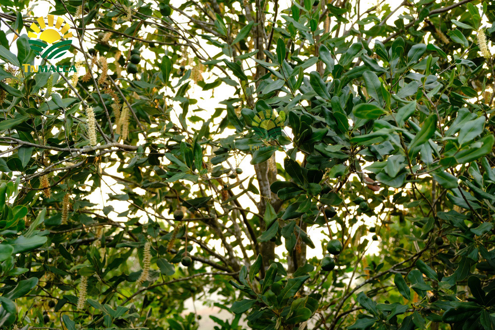 15.cach-lam-sua-hat-macca-tuoi-hanh-nhan-bang-may-tac-dung-sua-macca