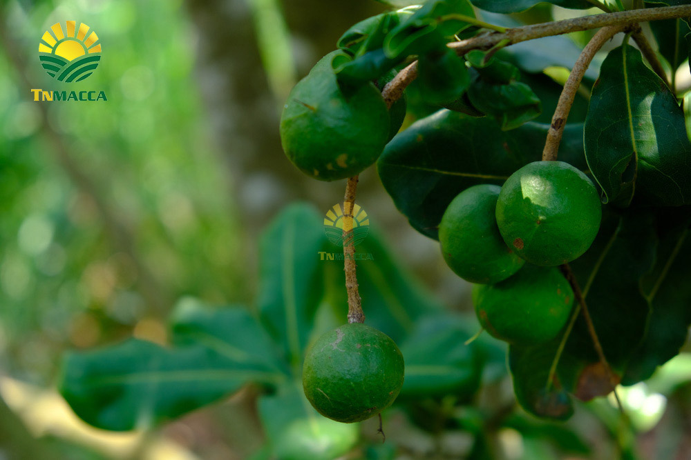 2.cach-lam-sua-hat-macca-tuoi-hanh-nhan-bang-may-tac-dung-sua-macca