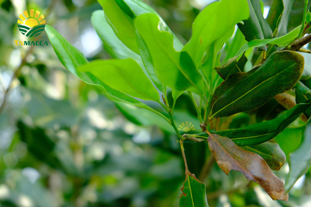 5.cach-lam-sua-hat-macca-tuoi-hanh-nhan-bang-may-tac-dung-sua-macca