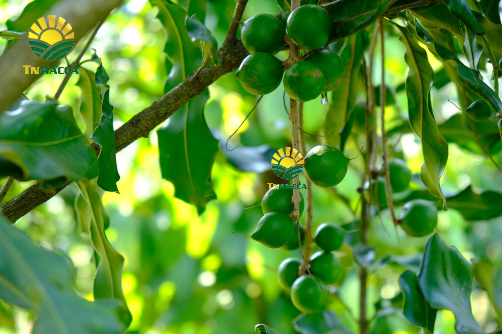 1.cach-lam-sua-hat-macca-voi-bi-do-hat-sen-hat-dieu-kieu-han-quoc