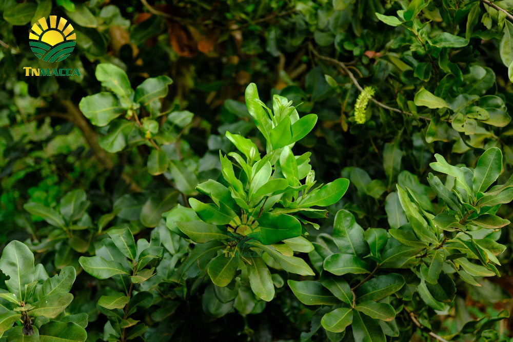 10.cach-lam-sua-hat-macca-voi-bi-do-hat-sen-hat-dieu-kieu-han-quoc