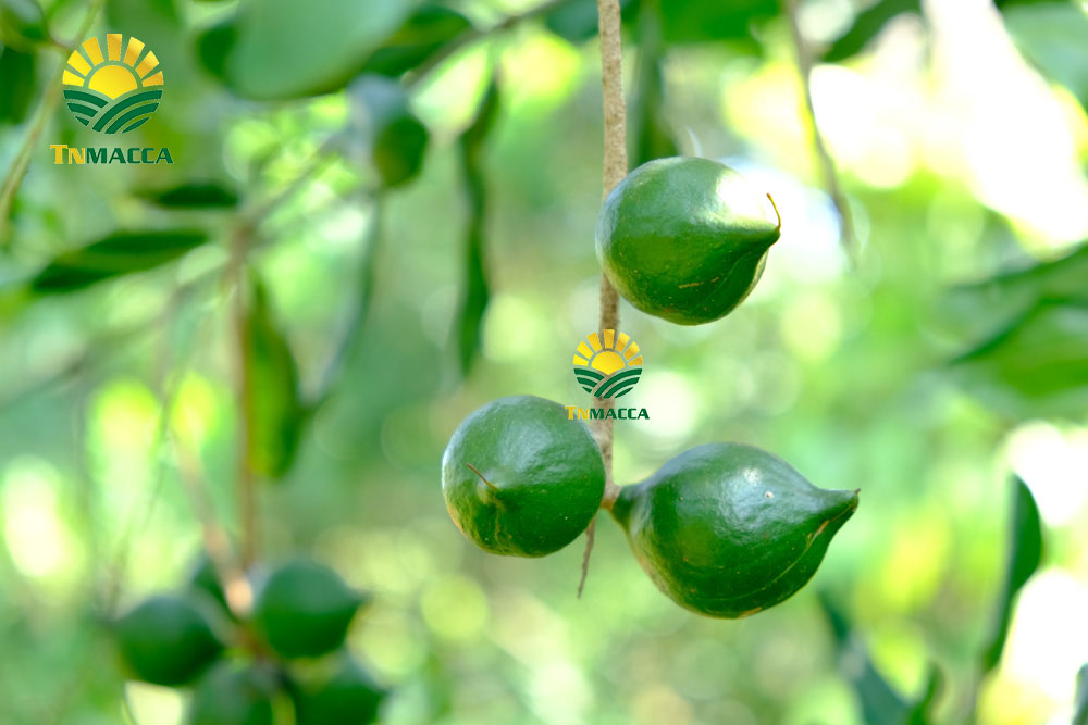 11.cach-lam-sua-hat-macca-voi-bi-do-hat-sen-hat-dieu-kieu-han-quoc