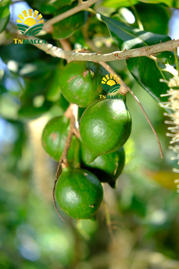 12.cach-lam-sua-hat-macca-voi-bi-do-hat-sen-hat-dieu-kieu-han-quoc