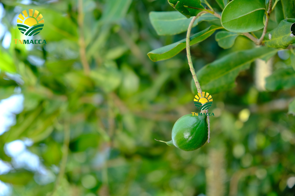 13.cach-lam-sua-hat-macca-voi-bi-do-hat-sen-hat-dieu-kieu-han-quoc