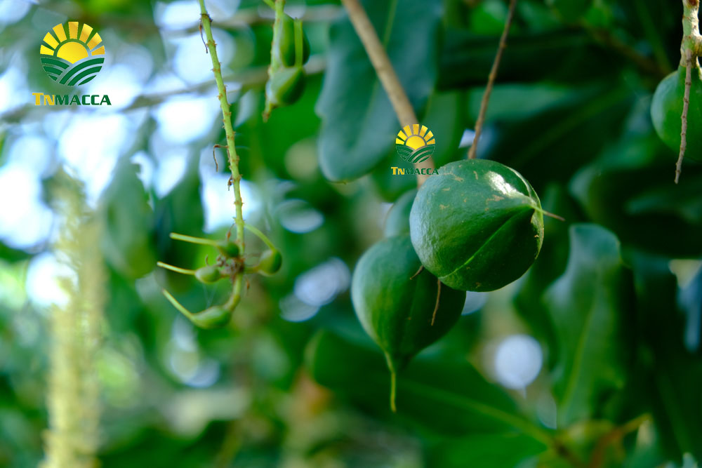 14.cach-lam-sua-hat-macca-voi-bi-do-hat-sen-hat-dieu-kieu-han-quoc