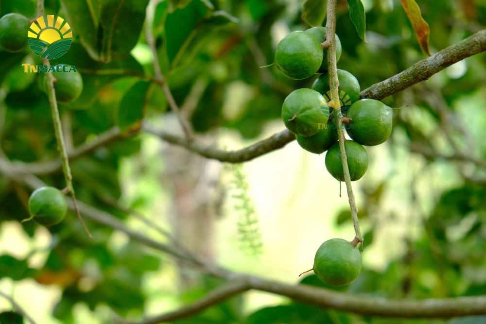 4.cach-lam-sua-hat-macca-voi-bi-do-hat-sen-hat-dieu-kieu-han-quoc