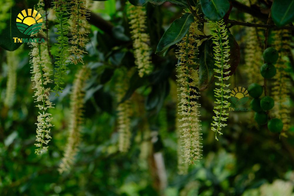 4.cach-lam-sua-hat-macca-voi-bi-do-hat-sen-hat-dieu-kieu-han-quoc