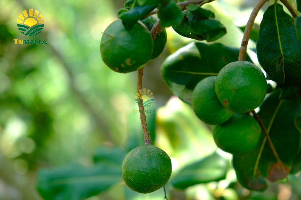 5.cach-lam-sua-hat-macca-voi-bi-do-hat-sen-hat-dieu-kieu-han-quoc