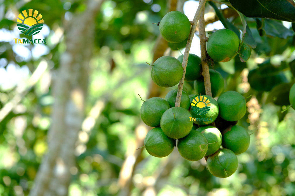 7.cach-lam-sua-hat-macca-voi-bi-do-hat-sen-hat-dieu-kieu-han-quoc