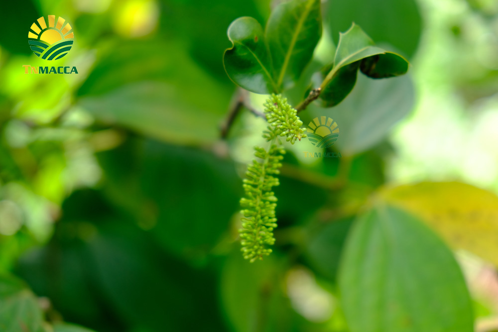 8.cach-lam-sua-hat-macca-voi-bi-do-hat-sen-hat-dieu-kieu-han-quoc