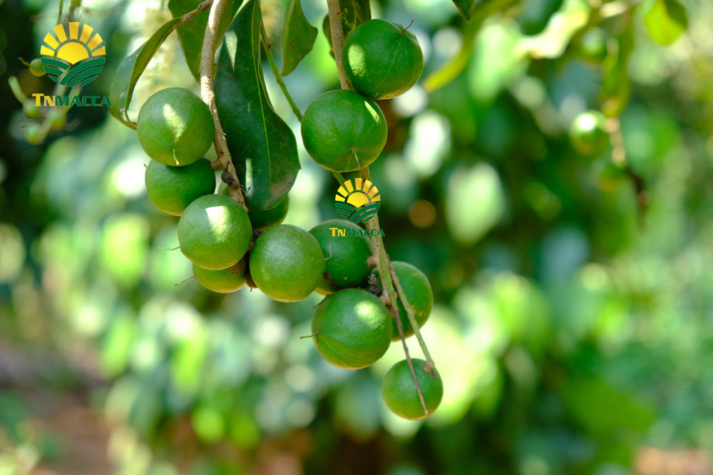 9.cach-lam-sua-hat-macca-voi-bi-do-hat-sen-hat-dieu-kieu-han-quoc