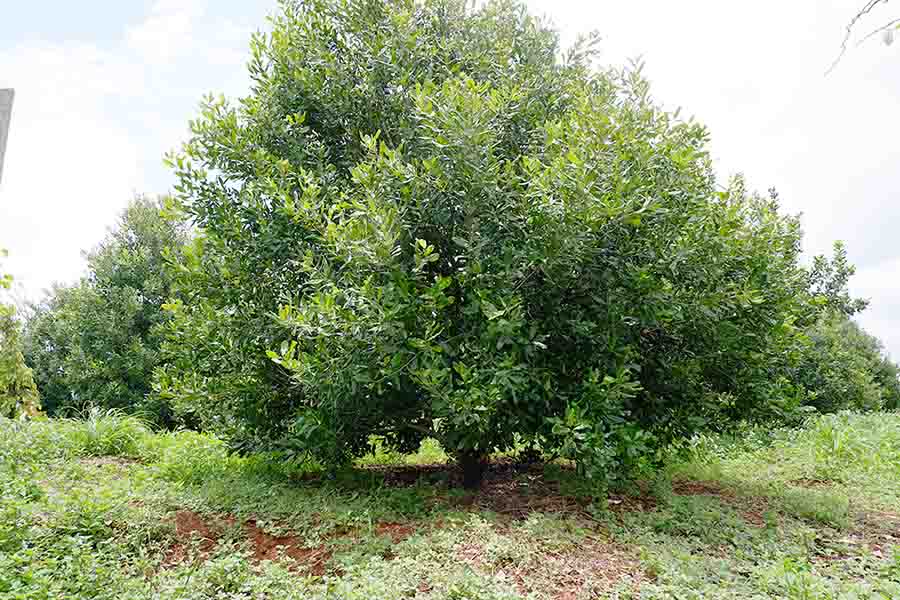 cach-rang-hat-mac-ca-1