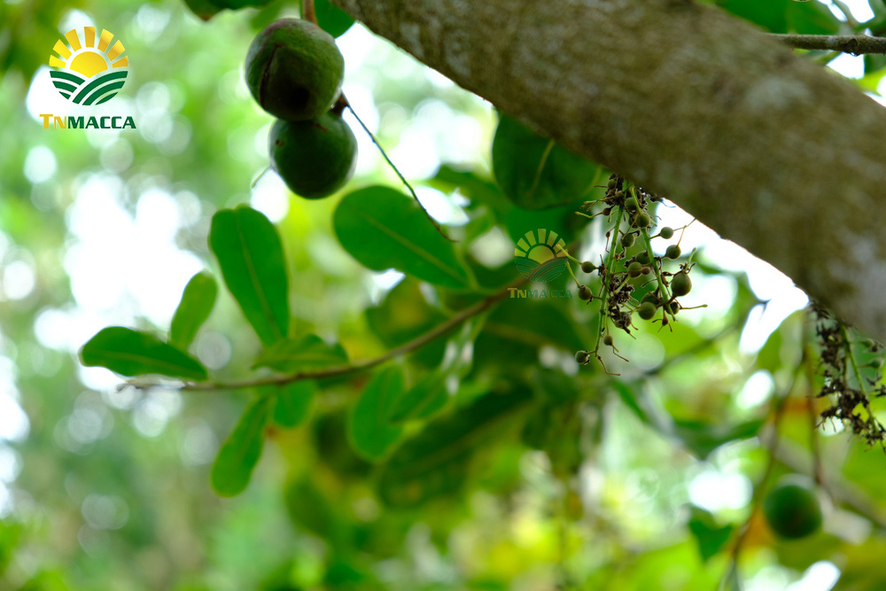 1.cach-rang-hat-macca-3-cach-rang-hat-macca-duoc-dung-pho-bien