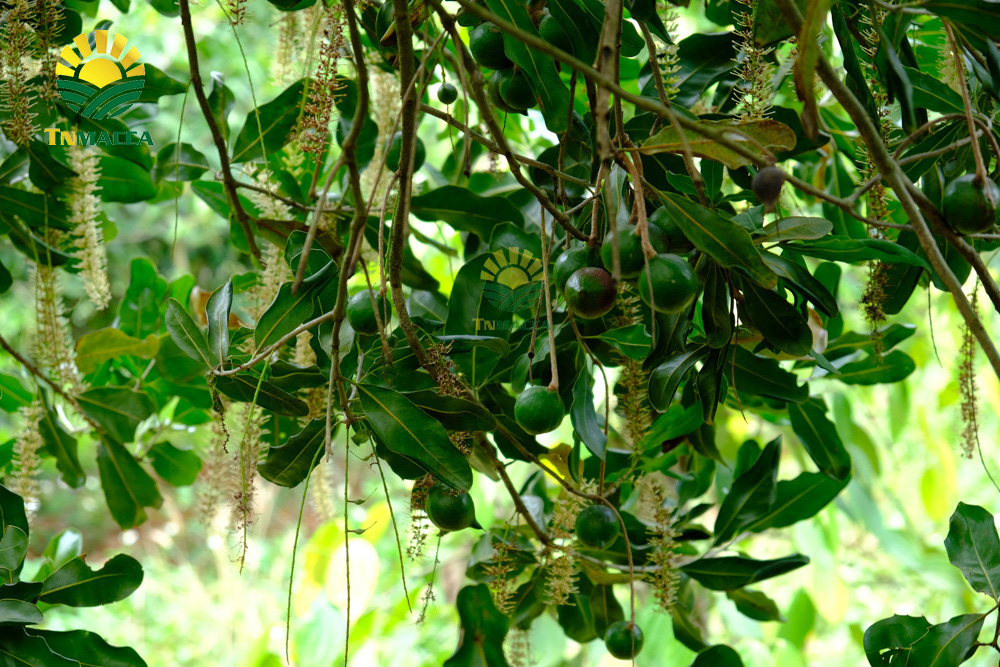 10.ban-hat-macca-6-kinh-nghiem-ban-macca-trong-nuoc-va-xuat-khau