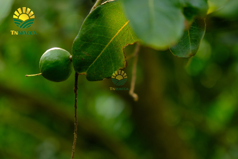 cach-rang-hat-macca-3-cach-rang-hat-macca-duoc-dung-pho-bien2