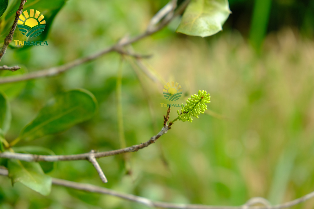 3.cach-rang-hat-macca-3-cach-rang-hat-macca-duoc-dung-pho-bien