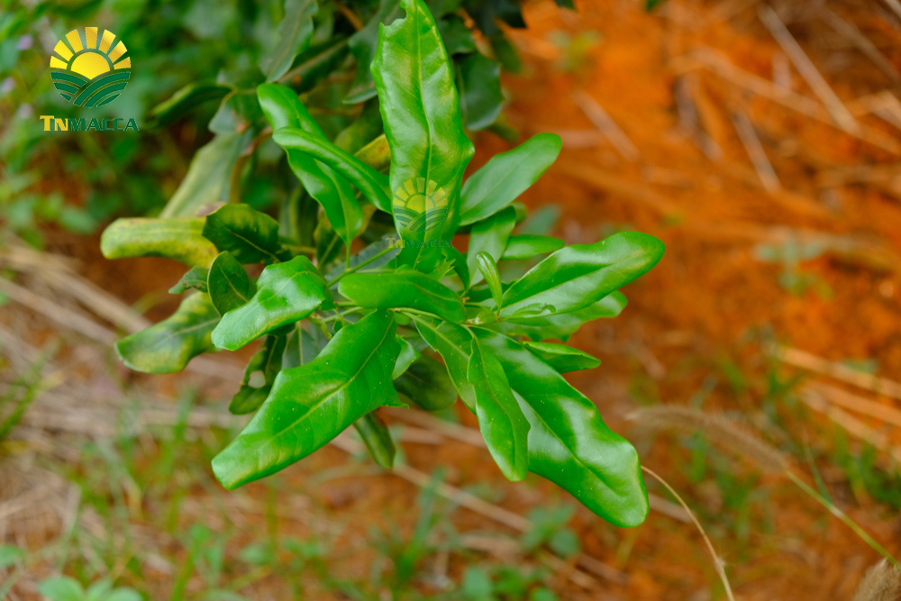 4.cach-rang-hat-macca-3-cach-rang-hat-macca-duoc-dung-pho-bien