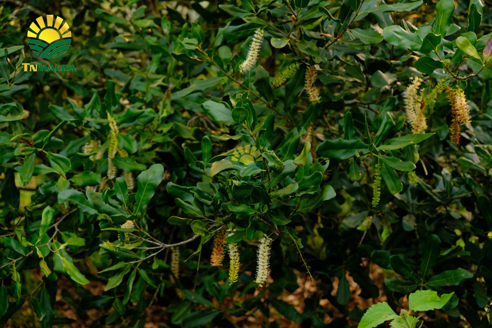 cach-rang-hat-macca-3-cach-rang-hat-macca-duoc-dung-pho-bien5