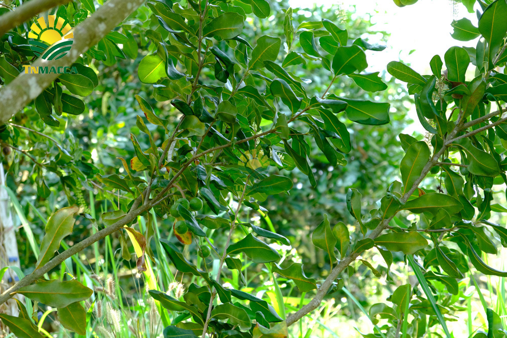 6.cach-rang-hat-macca-3-cach-rang-hat-macca-duoc-dung-pho-bien