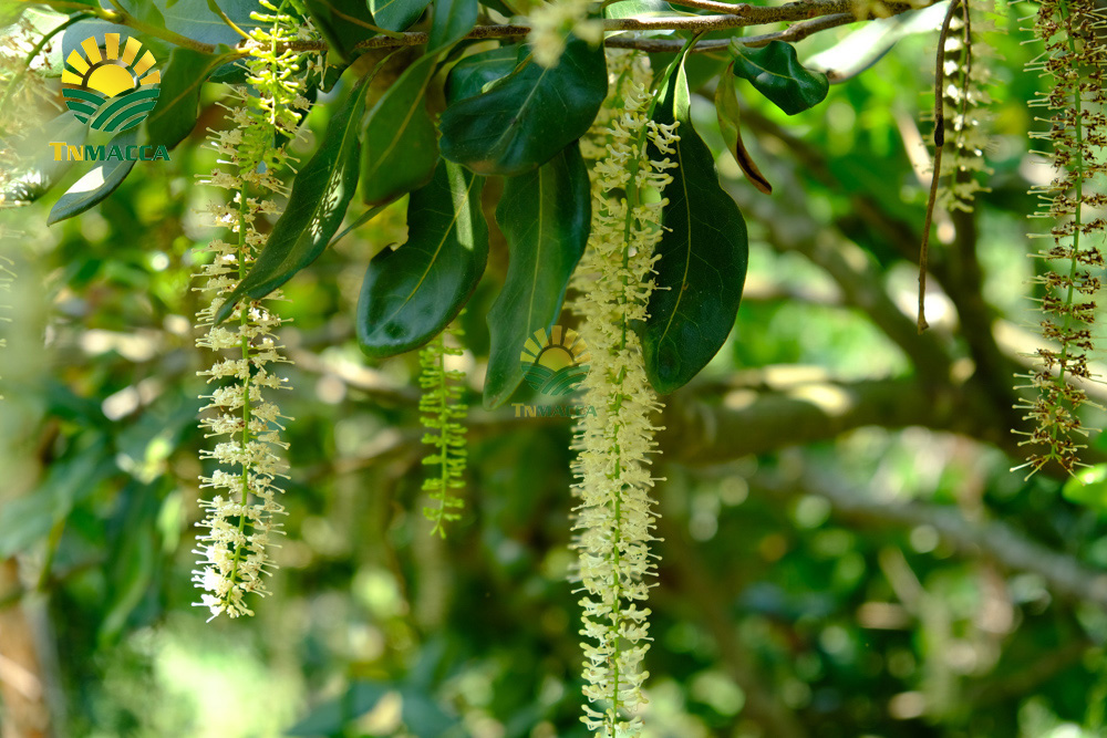 7cach-rang-hat-macca-3-cach-rang-hat-macca-duoc-dung-pho-bien