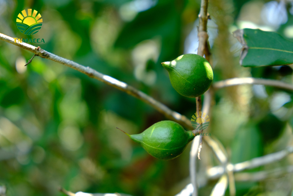 8.cach-rang-hat-macca-3-cach-rang-hat-macca-duoc-dung-pho-bien