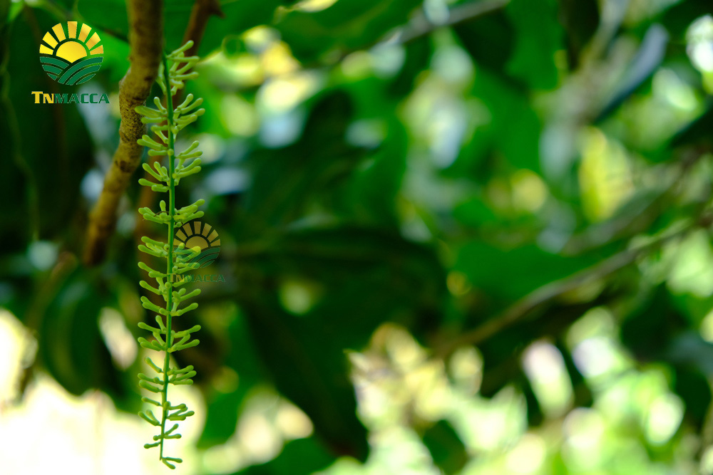 8cach-rang-hat-macca-3-cach-rang-hat-macca-duoc-dung-pho-bien