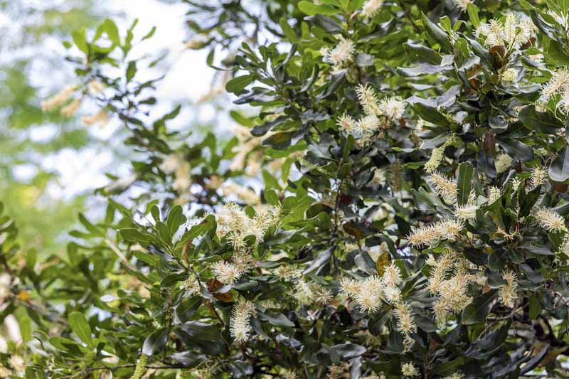 cach-trong-cay-mac-ca